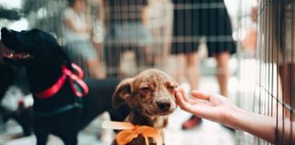 Hold varmen med en hundeførerjakke