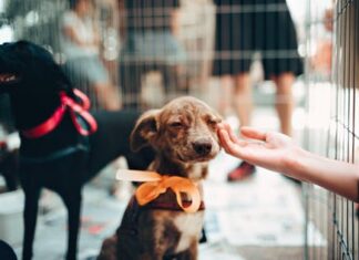 Hold varmen med en hundeførerjakke