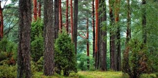 Det nordiske loook opnår man bedst med trykimprægneret træ