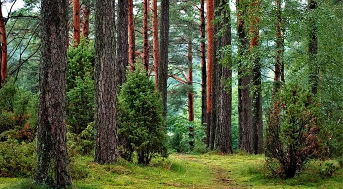 Det nordiske loook opnår man bedst med trykimprægneret træ